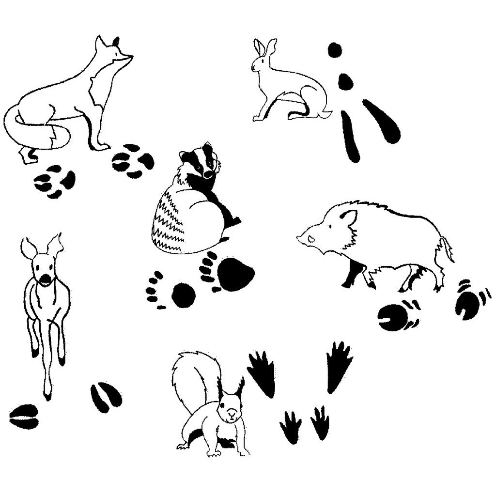 Отпечатки разных животных