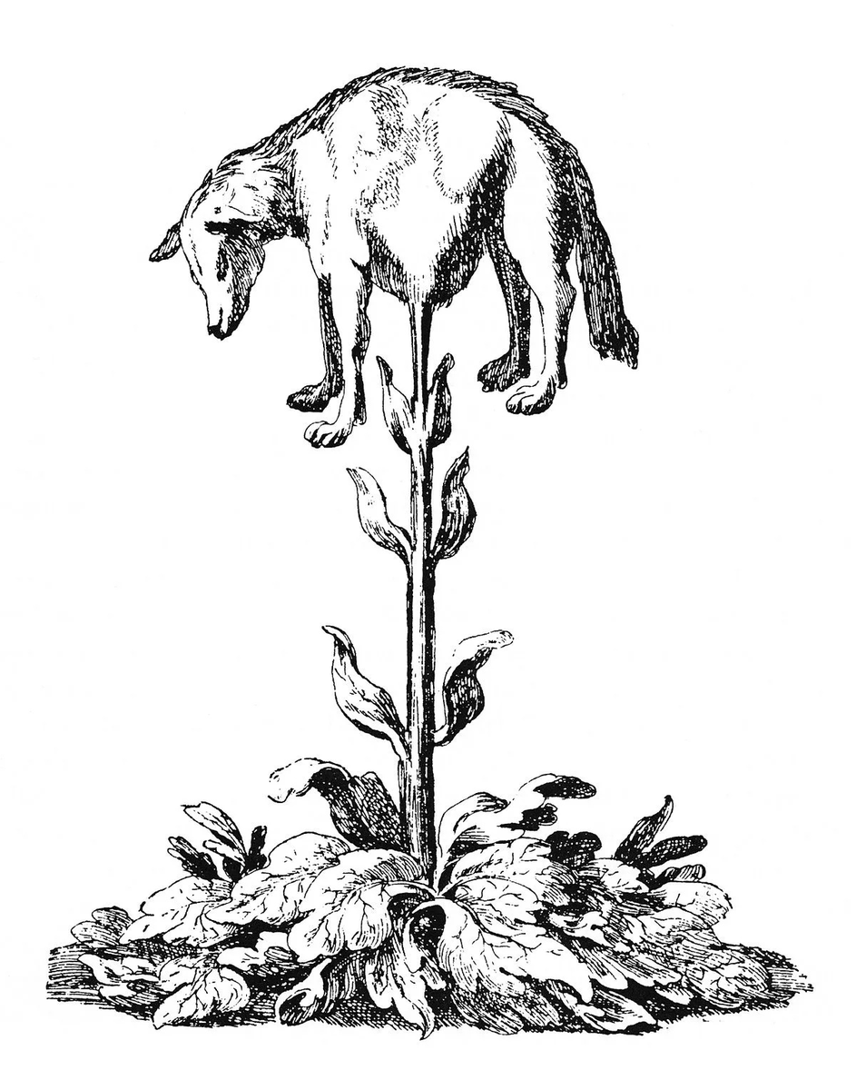 Баранец растение мифическое