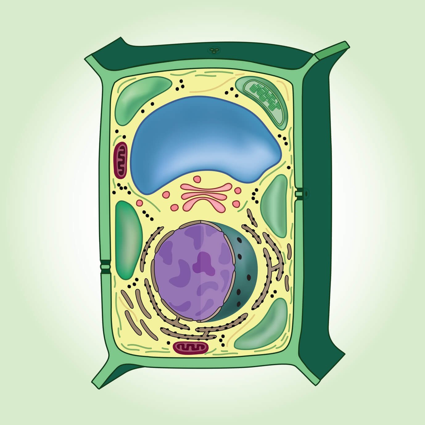 органоиды раст клетки фото 103