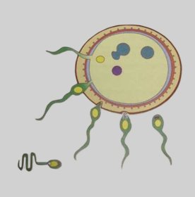 Наружное оплодотворение рисунок