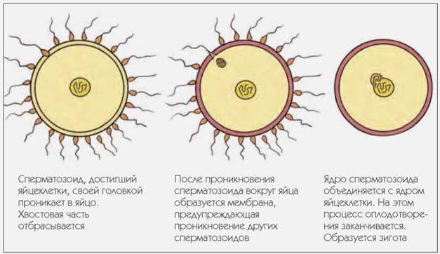 Процесс слияния спермиев с яйцеклеткой. Схема оплодотворения яйцеклетки. Оплодотворение зигота схема. Оплодотворение яйцеклетки фазы. Фазы этапы оплодотворения схема.