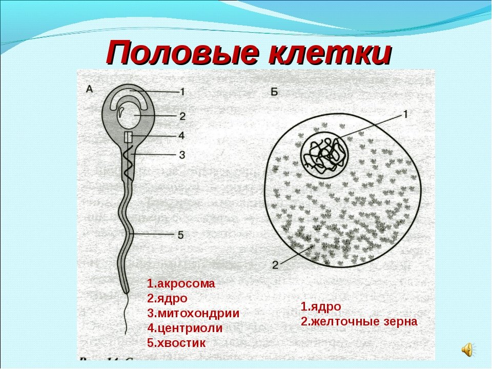Содержит мужские гаметы. Строение половой клетки яйцеклетки. Строение яйцеклетки и строение сперматозоида. Строение половых клеток яйцеклетка и сперматозоид. Схема строения сперматозоида и яйцеклетки.