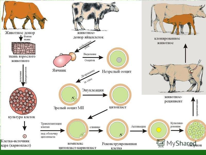 Каких классов позвоночных животных имеют крупные яйцеклетки. Схема клонирования высокопродуктивной коровы. Схема клонирования высокопродуктивной коровы ЕГЭ. Трансплантация эмбрионов животных. Схема трансплантации эмбрионов крупного рогатого скота..