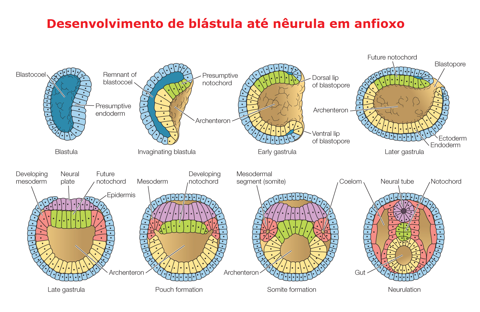 Появление третьего слоя клеток. Органогенез зародышевые листки. Схема зародышевых листков гистология. Производные зародышевых листков гистология. Ланцетника нейрула зародышевый листок.