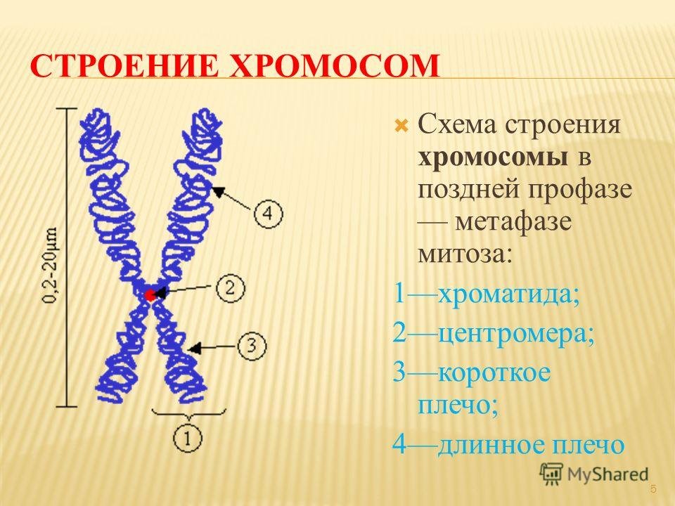 Хроматид в ядре. Схема строения хромосомы в поздней профазе метафазе митоза. Строение хромосомы 10 класс биология. Строение хромосомы рисунок. Схематическое строение хромосомы.