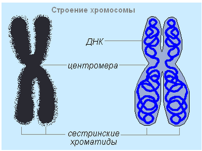 Кариотип дрозофилы набор хромосом