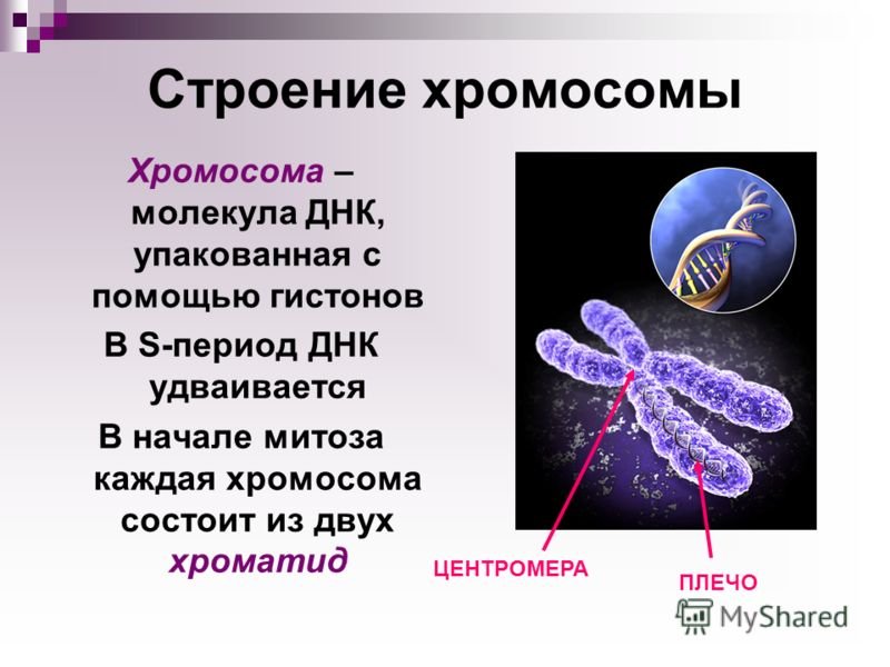 Хроматид в ядре. Строение хромосомы. Основные структуры хромосом. Строение хромосом человека. Строение ДНК И хромосом.