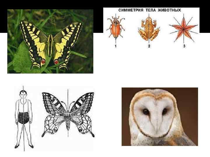 Типы симметрии животных 8 класс. Симметричные животные. Двусторонняя симметрия в природе. Животные с двусторонней симметрией тела. Симметрия (биология).