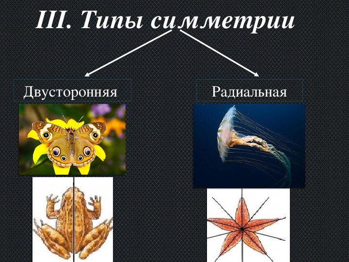 Типы симметрии животных 7 класс