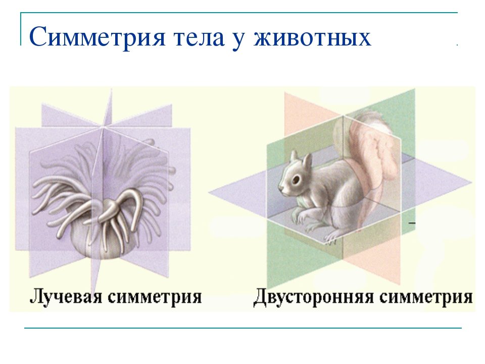 Тип симметрии животного радиальную. Симметрия животных. Типы симметрии. Двусторонняя симметрия тела у животных. Радиальная симметрия тела у животных.