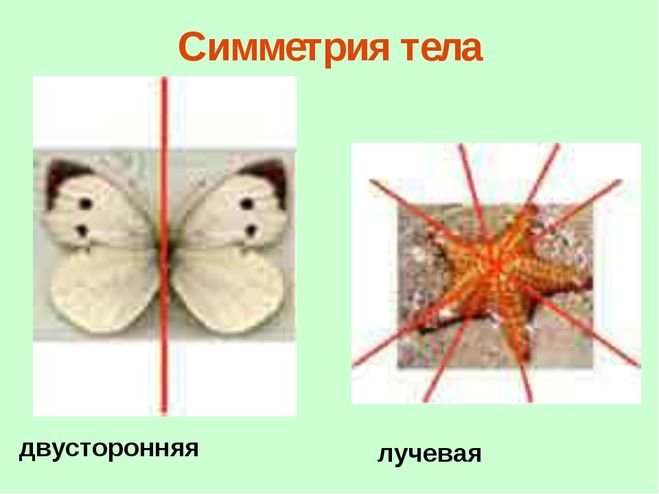 Какие бывают симметрии тела у животных. Лучевая и билатеральная симметрия. Лучевая и двусторонняя симметрия тела животных. Типы симметрии двусторонняя и лучевая. Двухстороньяясимметрия.