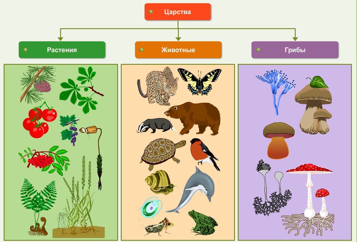 Какие классы есть в природе. Царство животных царство растений царство грибов царство бактерий. Царство животных растений грибов и бактерий 3 класс. Животные растения грибы. Грибы царство живой природы.