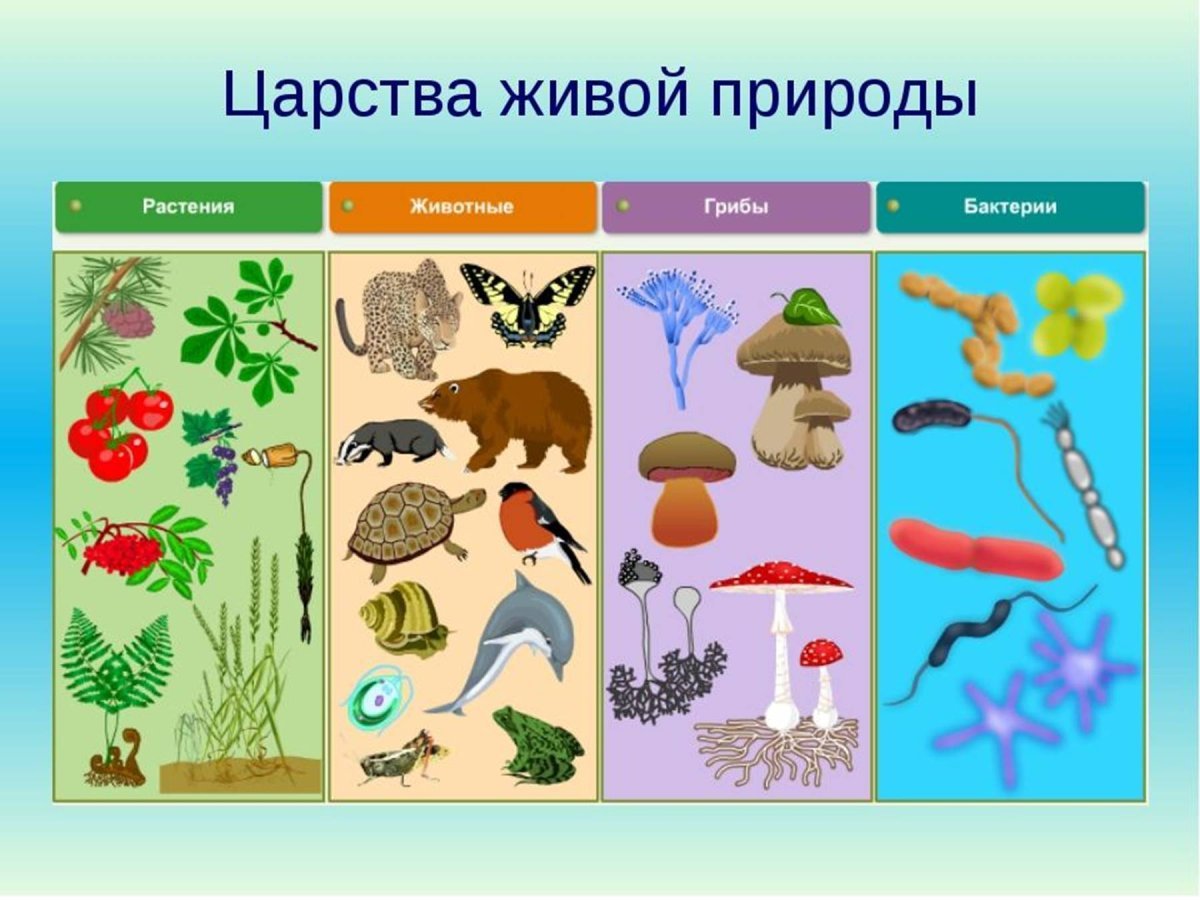 Царство животных растений грибов бактерий