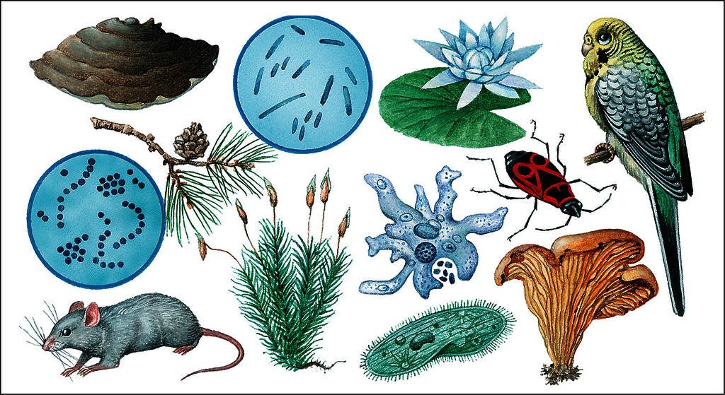 Вид живого. Живые организмы. Разнообразие организмов. Различные живые организмы. Многообразие живых организмов.