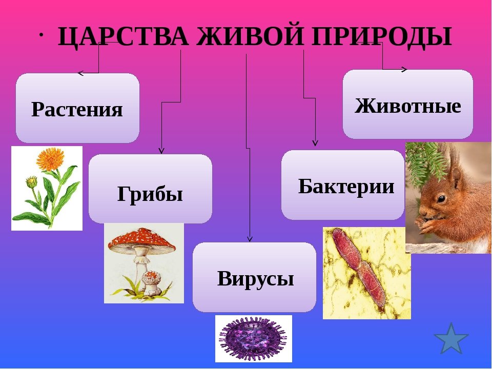 Растения признаки живых организмов