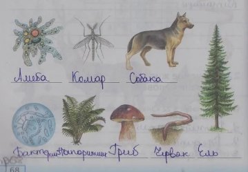 Рисунки по биологии 5 класс животные