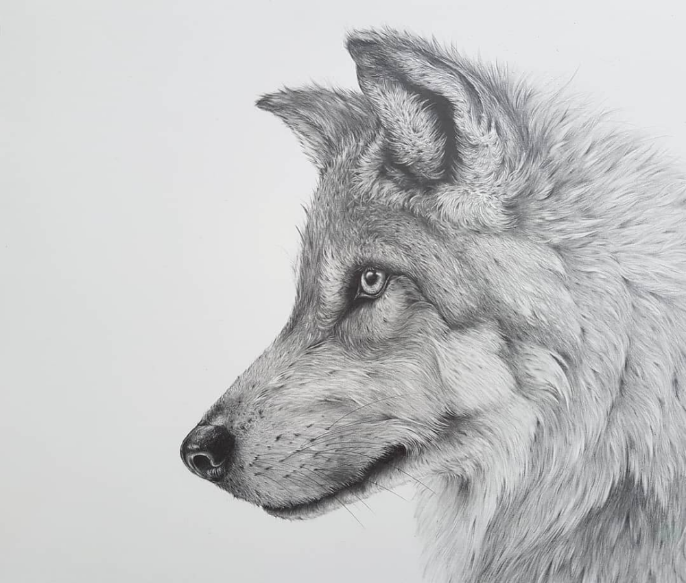 Картинки волка рисунки. Волк рисунок. Волк карандашом. Рисунки Волков карандашом. Нарисовать волка.