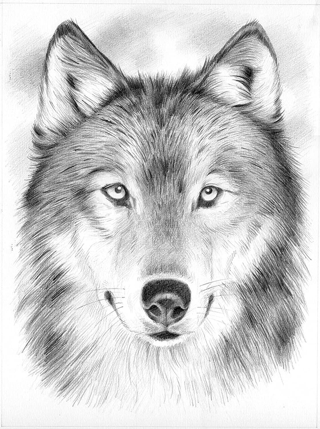 Нарисовать животных простым карандашом. Волк рисунок. Рисунки Волков карандашом. Волк карандашом. Рисунок волка простым карандашом.