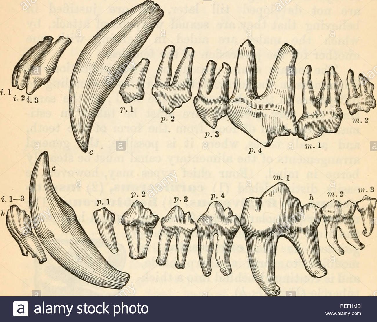 Корень зуба клык. Строение короткокоронкового зуба у животных. Зубы животных анатомия. Анатомия зубов собаки. Строение зуба собаки.