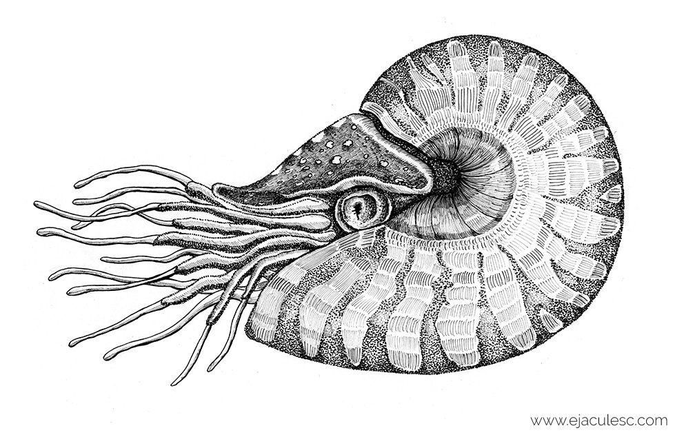 Головоногий рисунок. Аммонит Наутилус Помпилиус. Головоногие моллюски Наутилус. Наутилус Аммонит белемнит. Аммониты (головоногие).