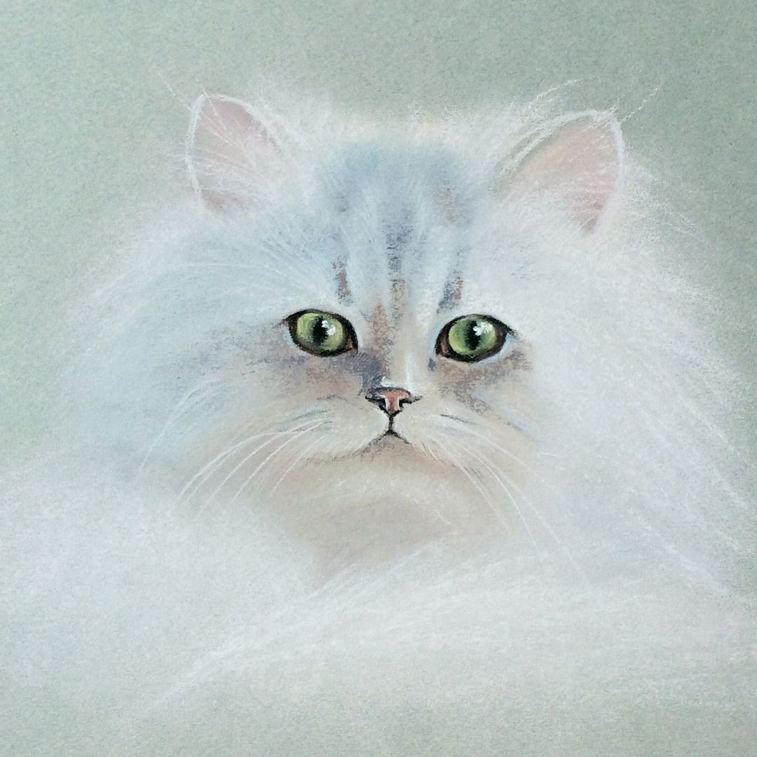 Белый кот пастелью