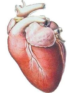 Сердце животных анатомия