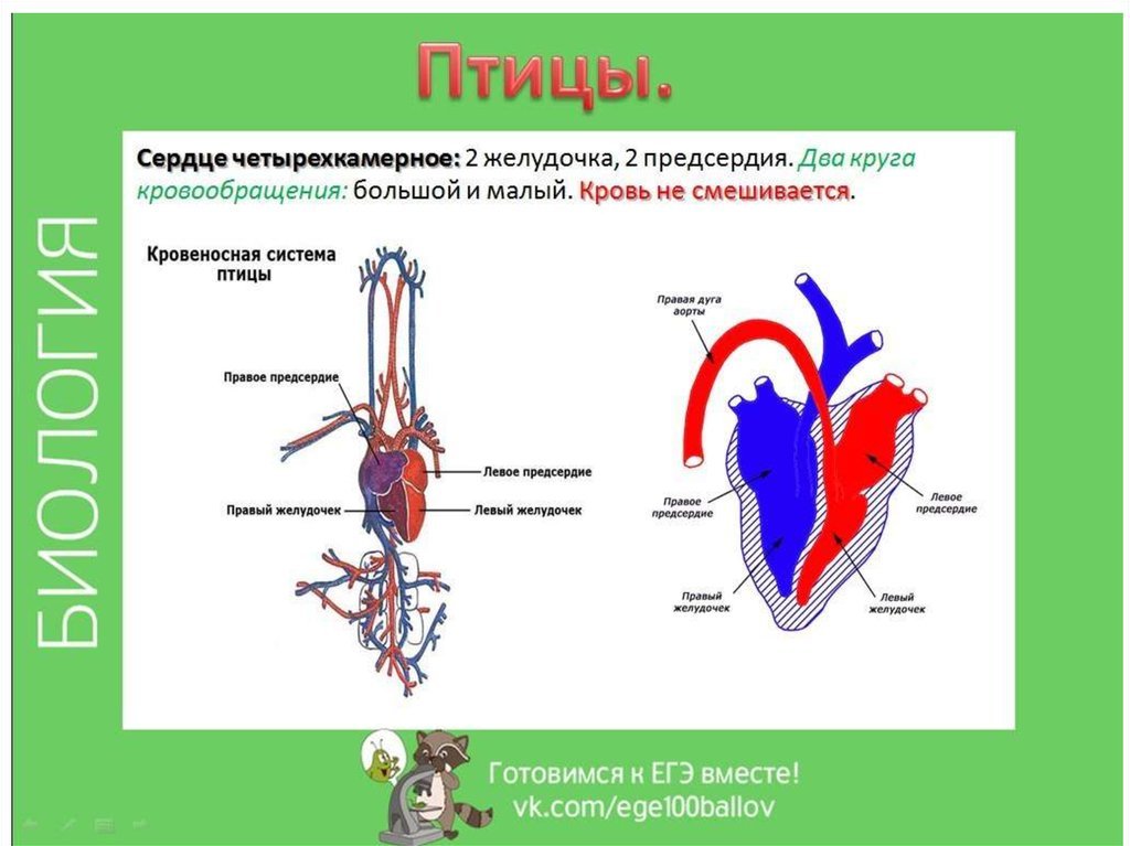 Кровеносная система птиц и пресмыкающихся. Кровеносная система от рыб до млекопитающих. Двухкамерное сердце трехкамерное четырехкамерное. Строение кровеносной системы. Сердце позвоночных животных.