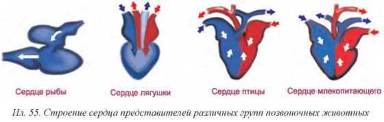 Сравнение сердца птиц и млекопитающих. Строение сердца позвоночных. Схема строения сердца птиц. Строение сердца птиц рыб земноводных. Сердце позвоночных животных.