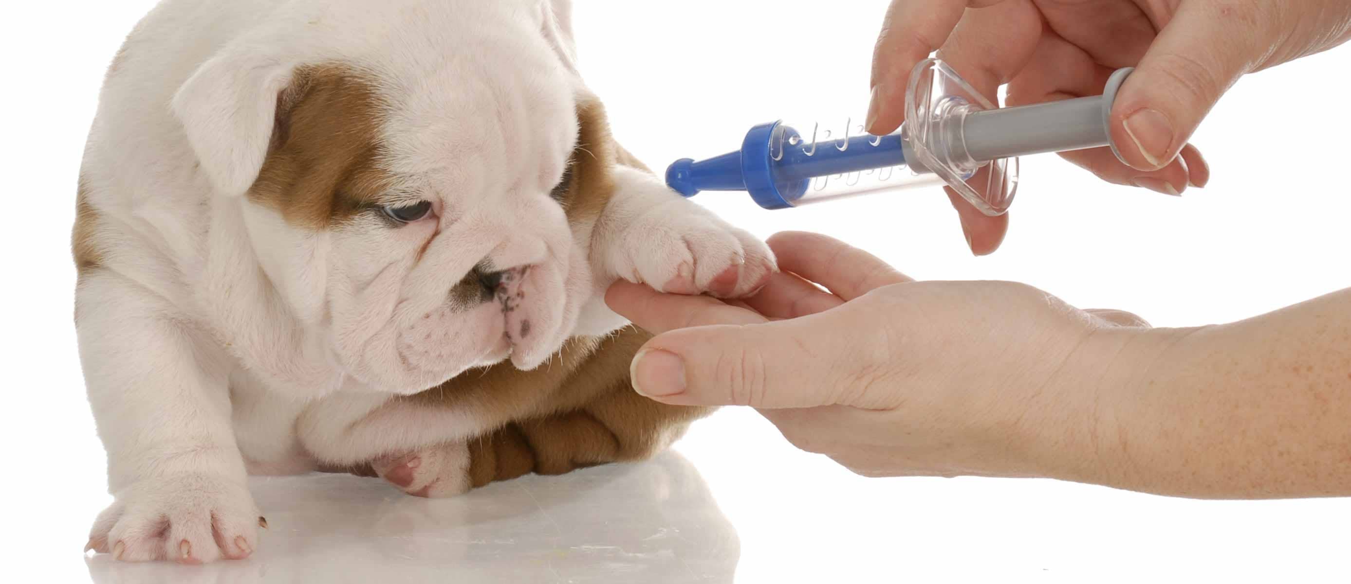 Шишка после прививки у щенка. Вакцинация собак и кошек. Вакцинация Ветеринария. Прививка собаке.