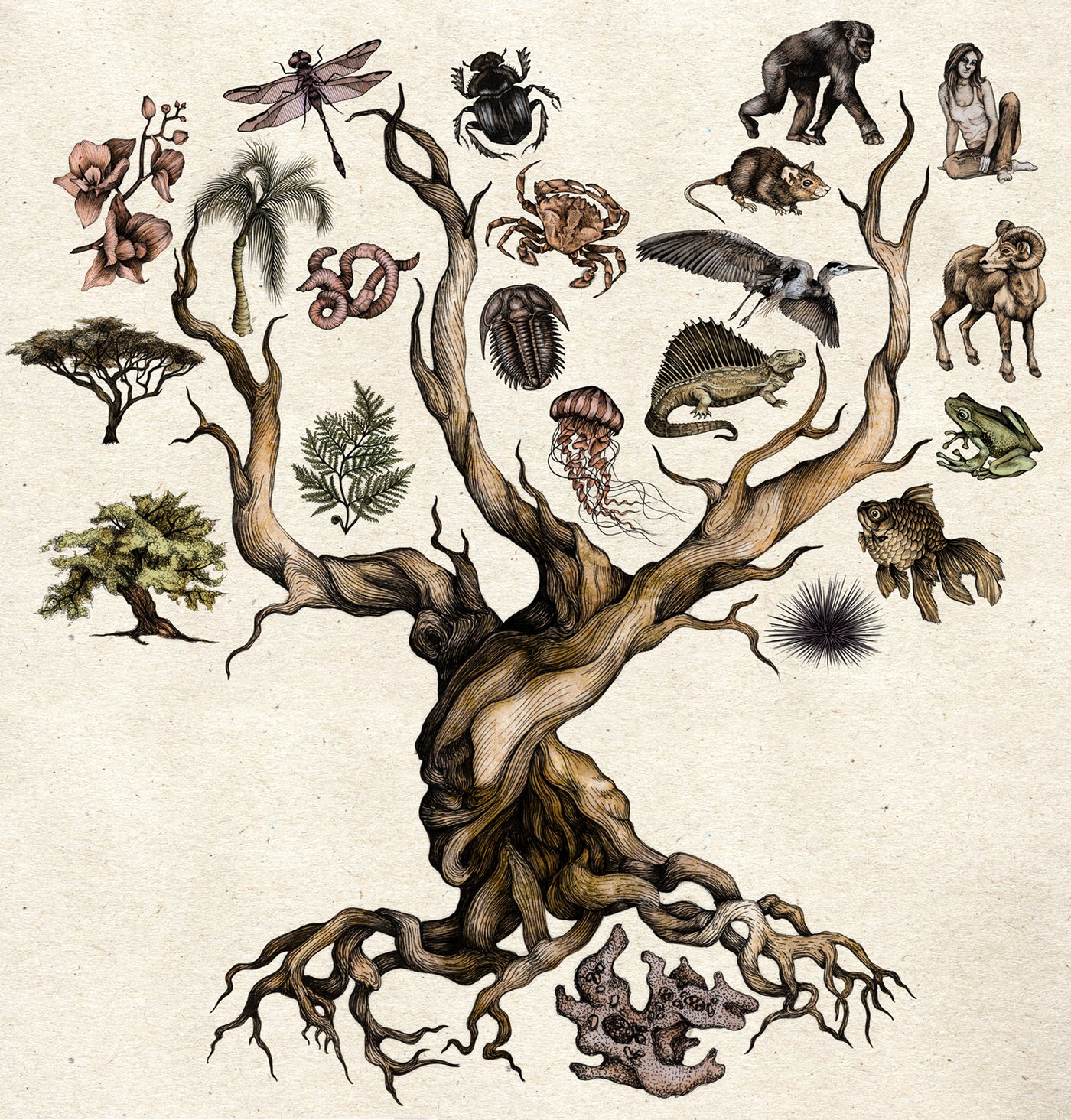 Филогенетическое дерево эволюционное дерево дерево жизни
