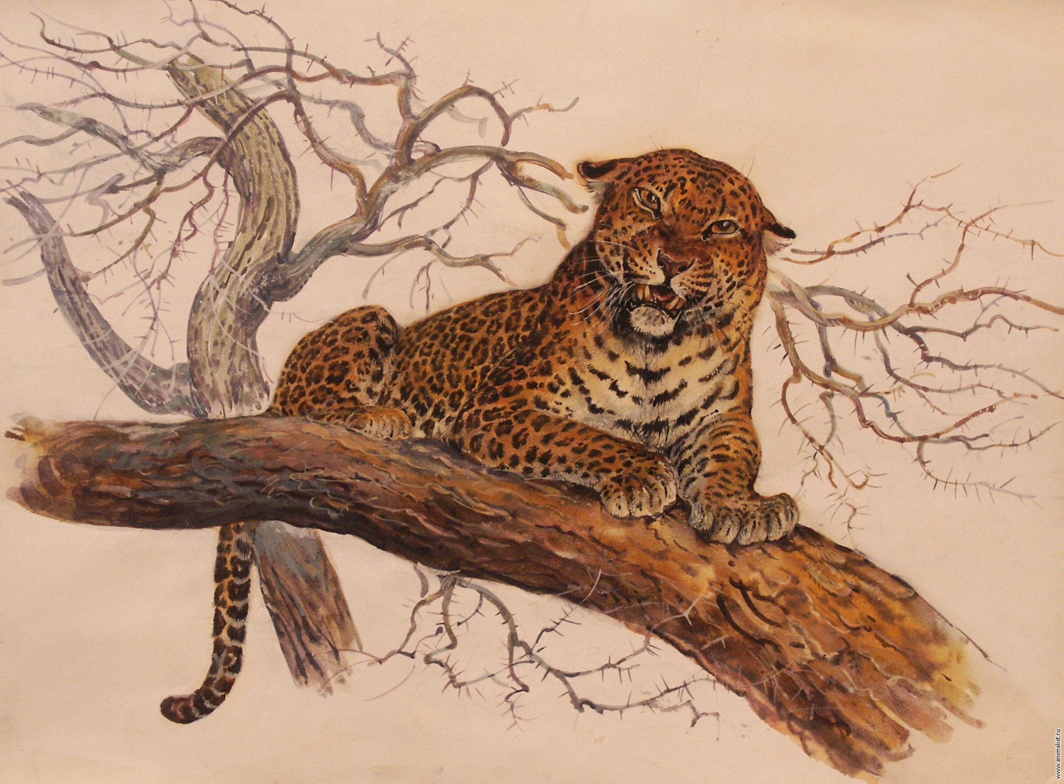 Леопард на дереве рисунок