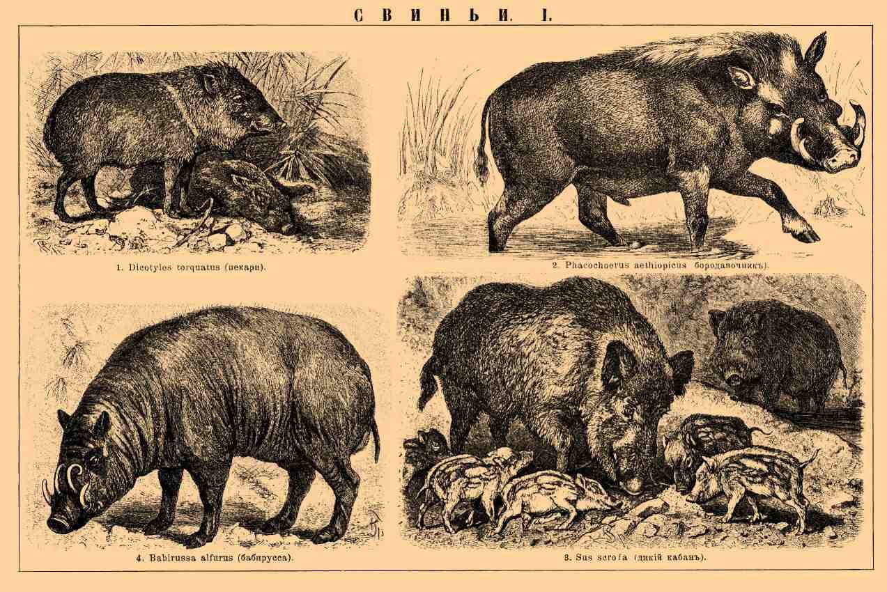 Эволюция свиней