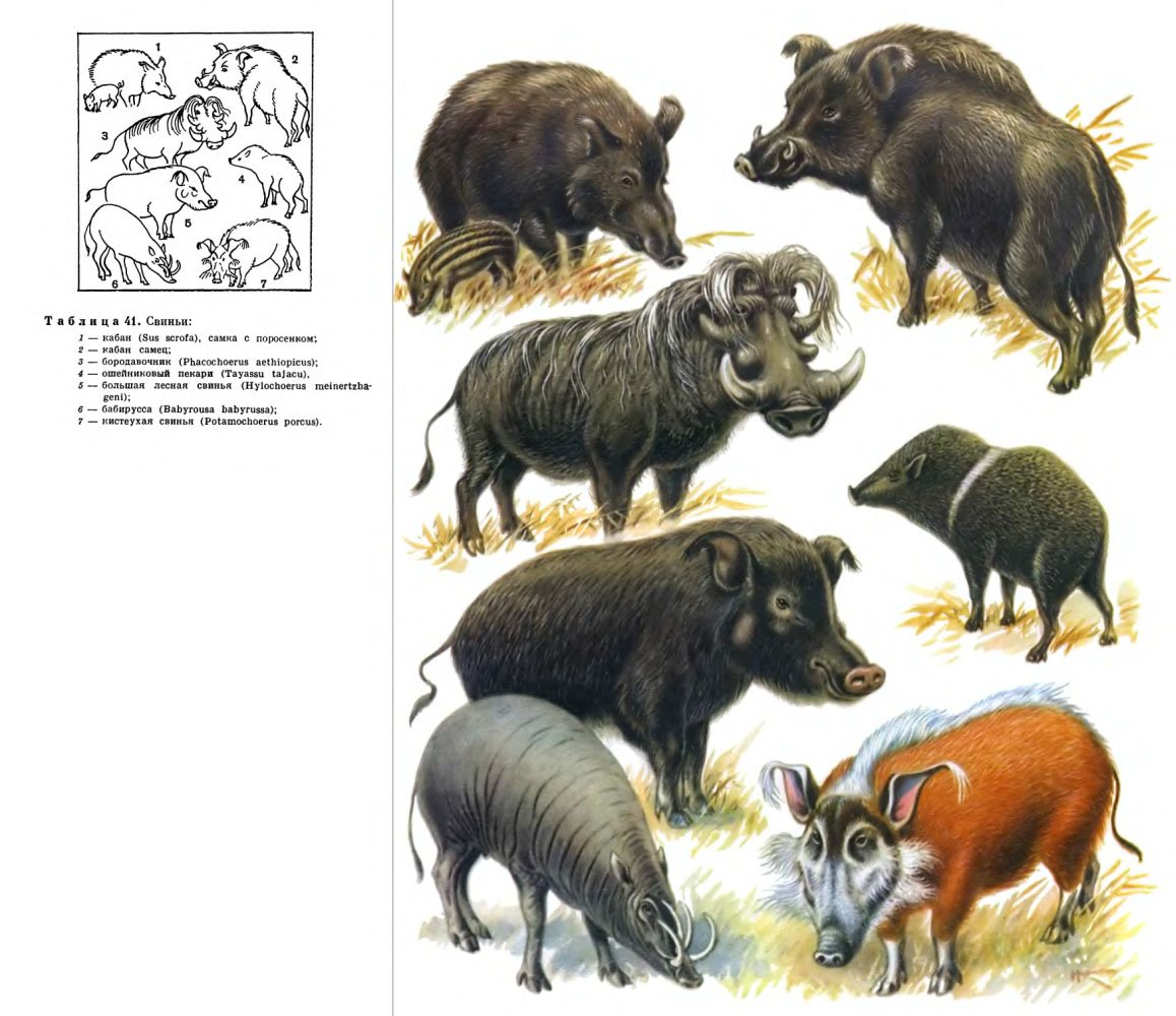 Разновидности диких свиней