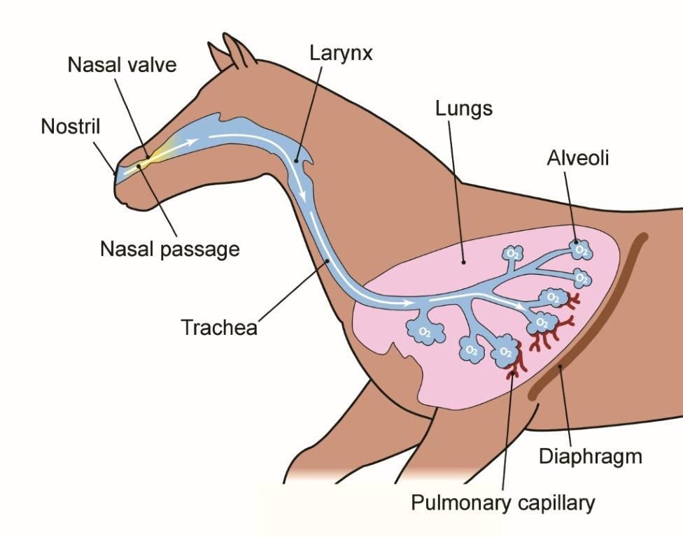 Дыхательная система собаки. Дыхательная система лошади анатомия. Система органов дыхания лошади. Дыхательная система животных КРС. Система органов животных дыхательная система.