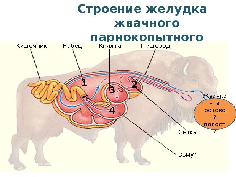 В желудке жвачных млекопитающих постоянно обитают. Строение желудка жвачных. Строение желудка жвачных животных. Желудок жвачных млекопитающих. Строение желудка жвачного парнокопытного.