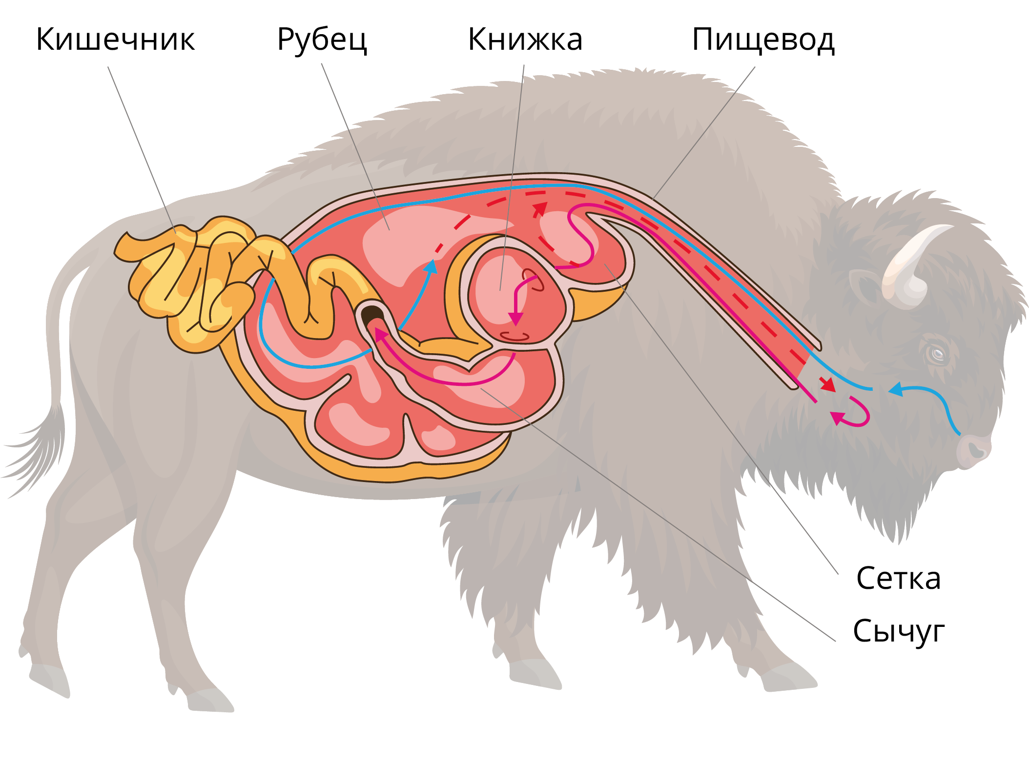 В желудке и кишечнике жвачных млекопитающих. Пищеварительная система млекопитающих жвачных животных. Строение желудка жвачных млекопитающих. Строение пищеварительной системы жвачных животных. Строение многокамерного желудка жвачных.