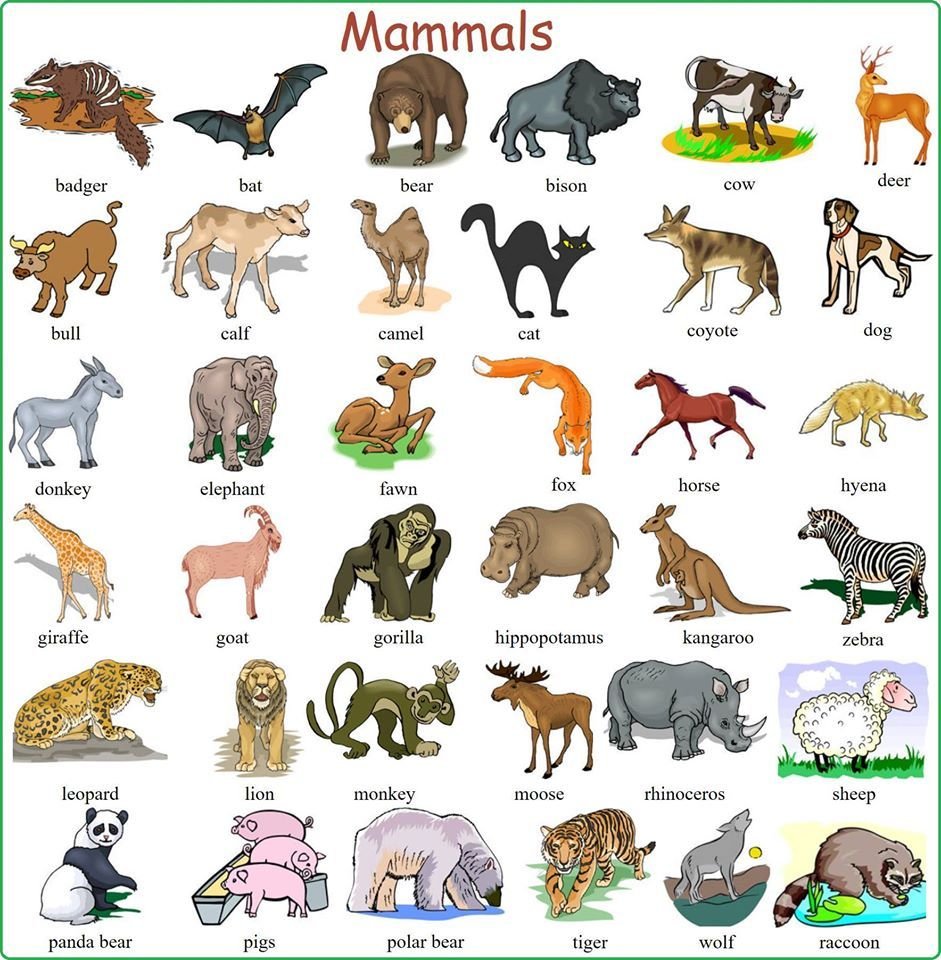 Животные по английскому