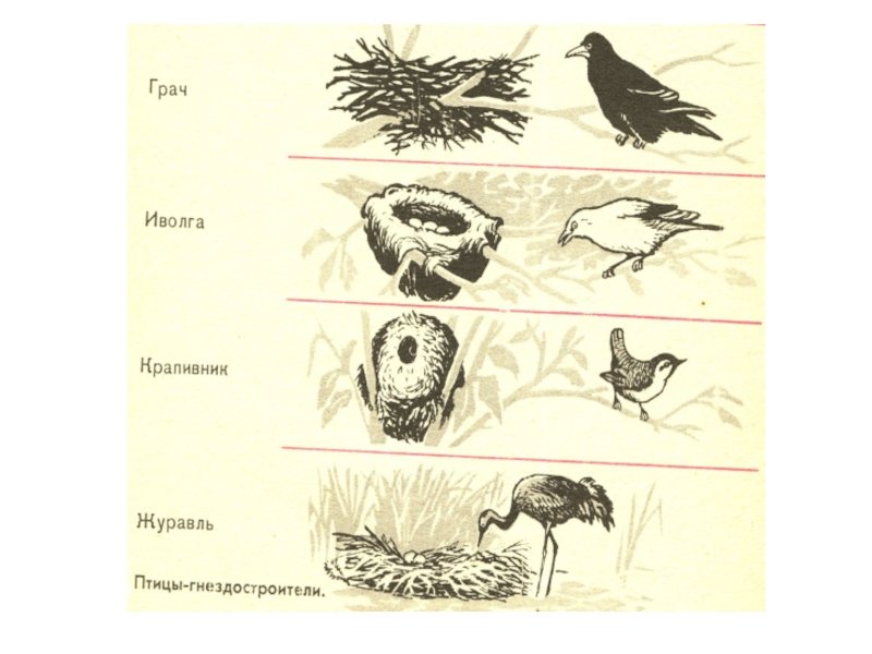 Окружающий мир размножение развитие животных. Этапы развития птиц. Развитие птиц схема. Стадии развития птиц. Модель развития животных.