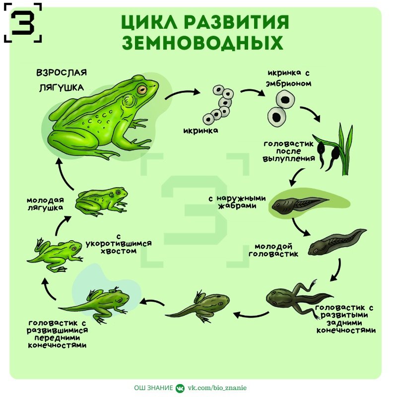 Размножение строение земноводных. Цикл развития лягушки 3 класс. Стадии жизненного цикла лягушки. Цикл развития лягушки схема. Этапы развития земноводных стадии.