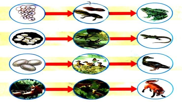 Размножение животных рыбы
