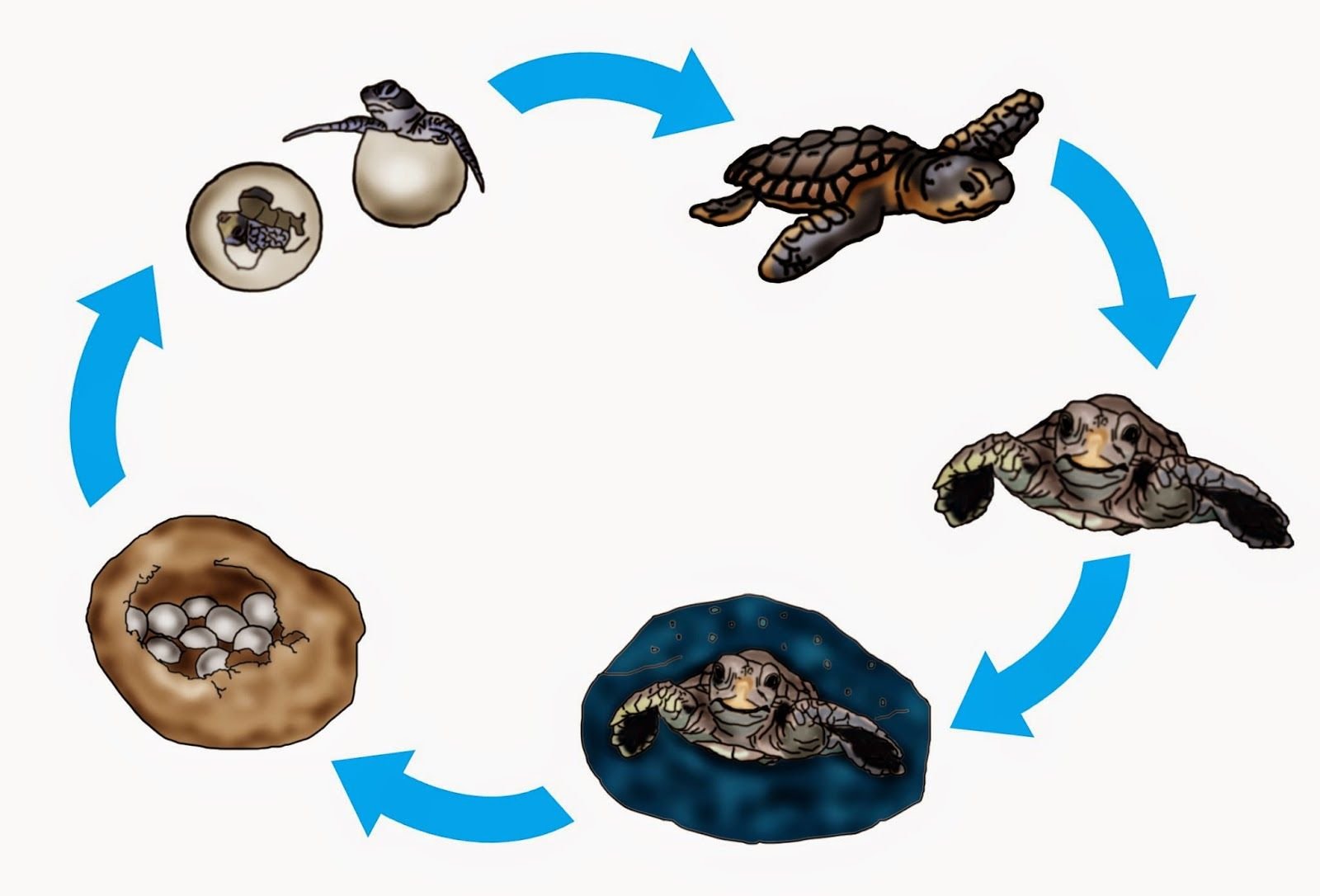 Черепахи развитие с метаморфозом. Жизненный цикл животных схема. Цикл развития лягушки. Жизненный цикл животных для дошкольников. Цикл развития черепахи.