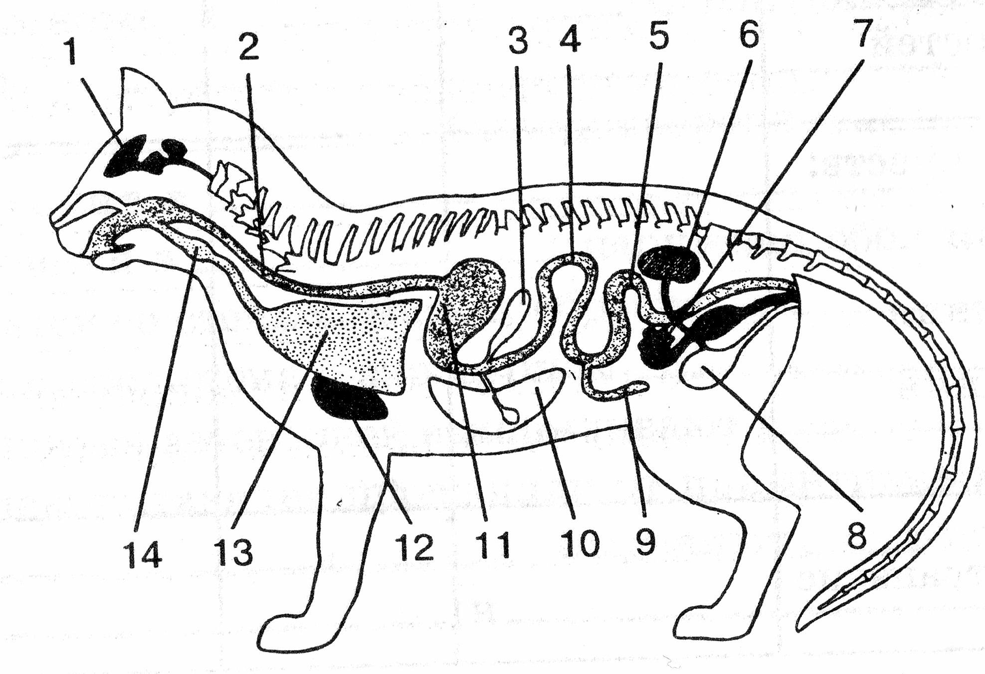Пищеварительная система млекопитающих схема биология 7