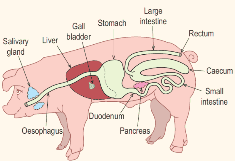 Растительноядные пищеварительная система. Пищеварительная система свиньи. Строение пищеварительной системы свиньи. Схема пищеварительной системы свиньи. Пищеварительная система свиньи анатомия.