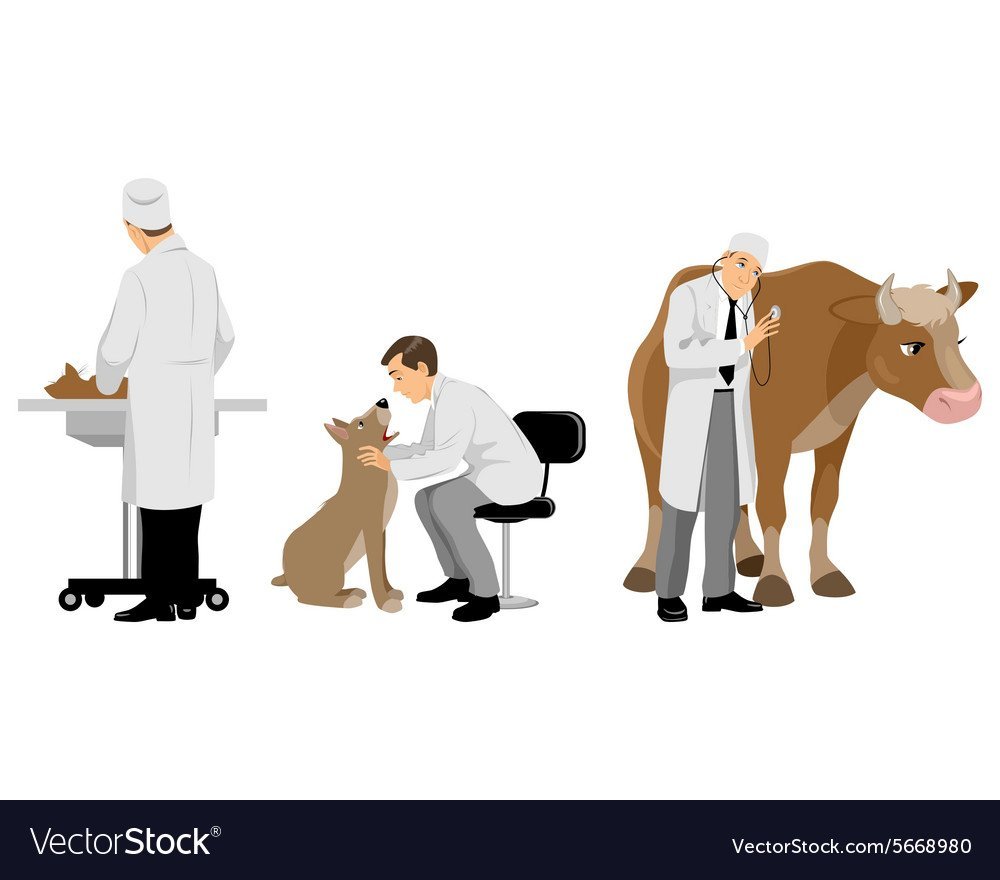 Ветеринар с коровой на белом фоне