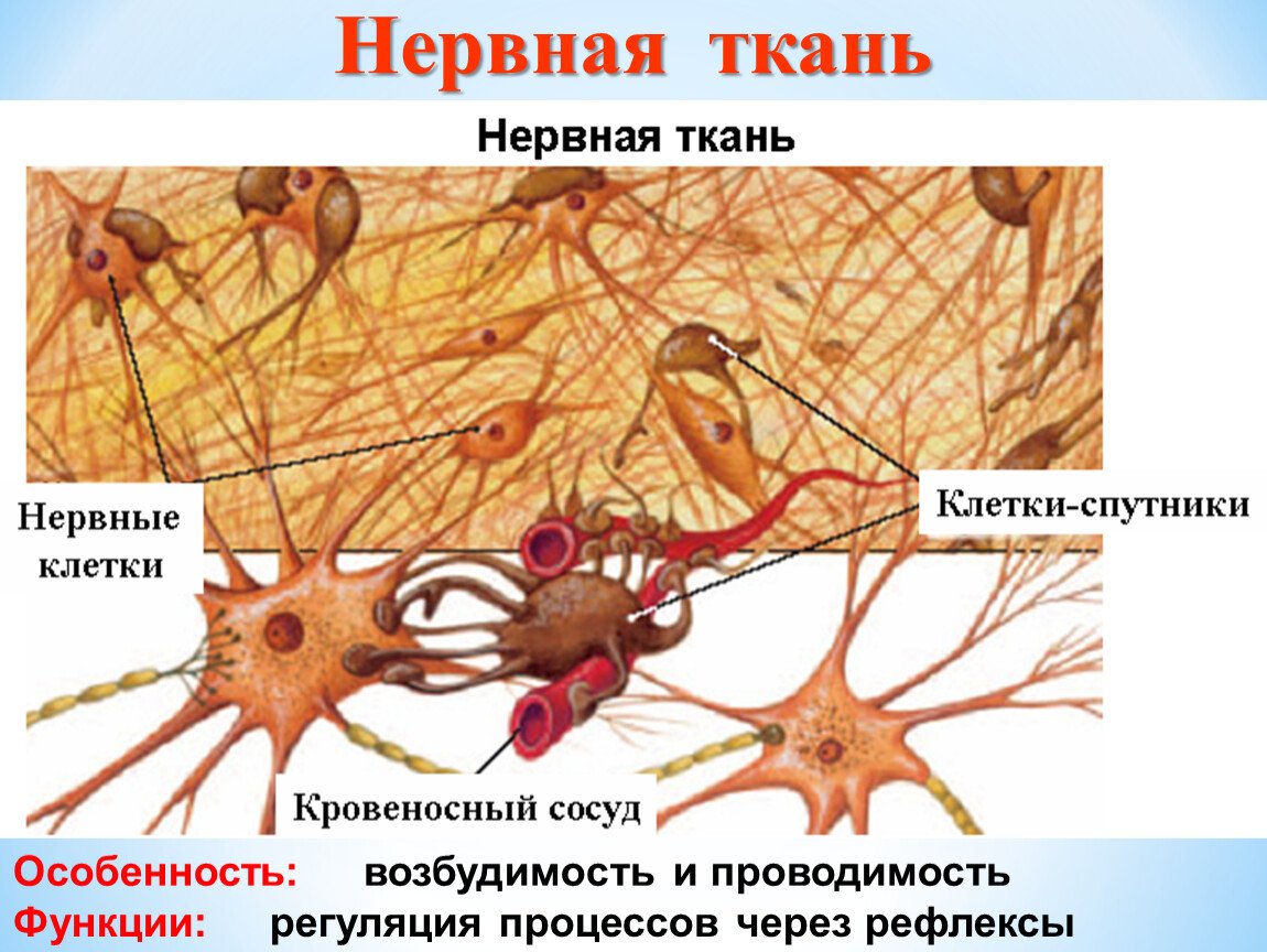 Нервная ткань форма