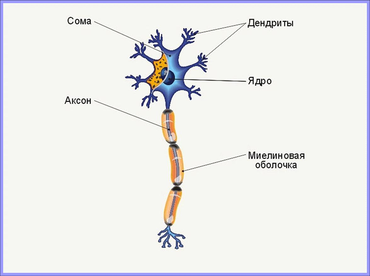 Биология нервные клетки. Схема строения нейрона. Строение аксона нейрона функции. Схема строения нервной клетки. Строение нейрона рисунок.