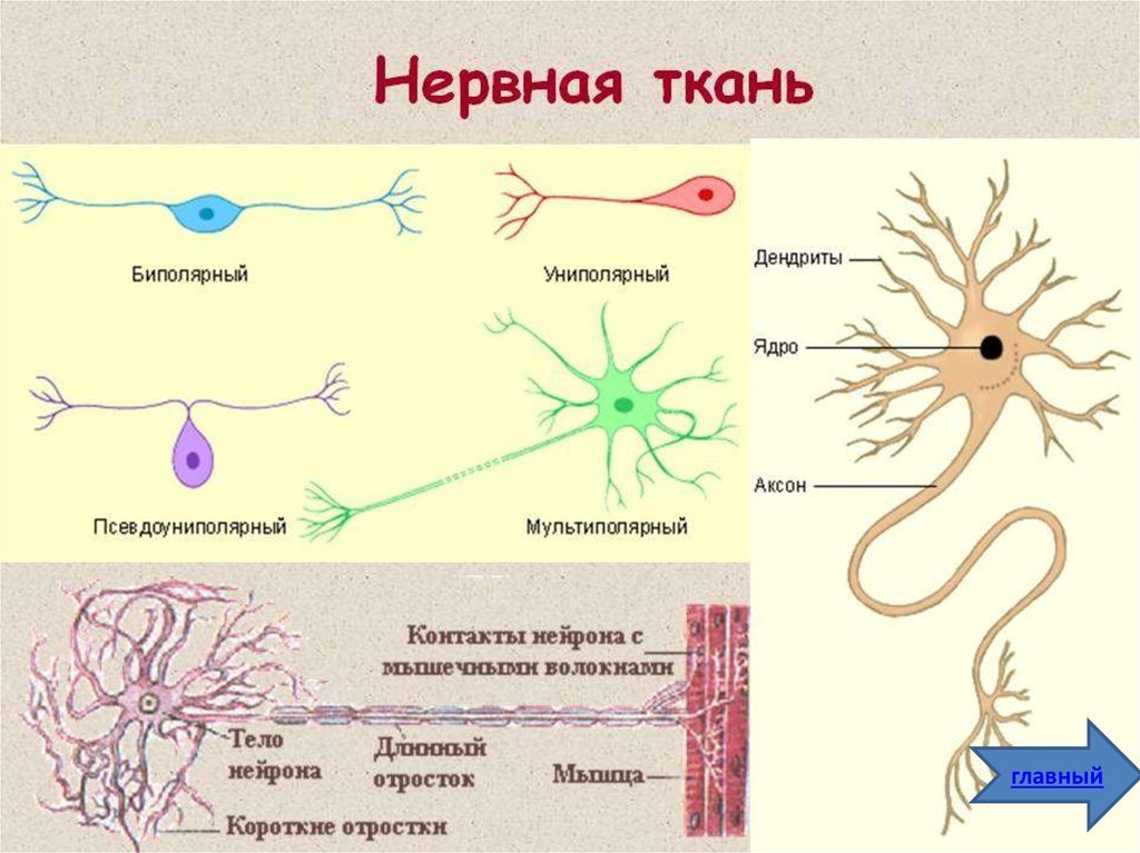 Как называются клетки нервной ткани обеспечивающие образование