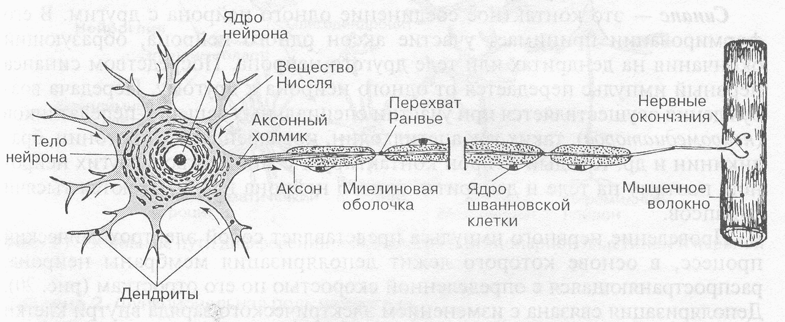 Примеры нервных клеток. Схема строения нервной клетки нейрона. Схема нервная ткань Нейроны отростки. Схема субмикроскопического строения мультиполярного нейрона. Строение мультиполярного нейрона.