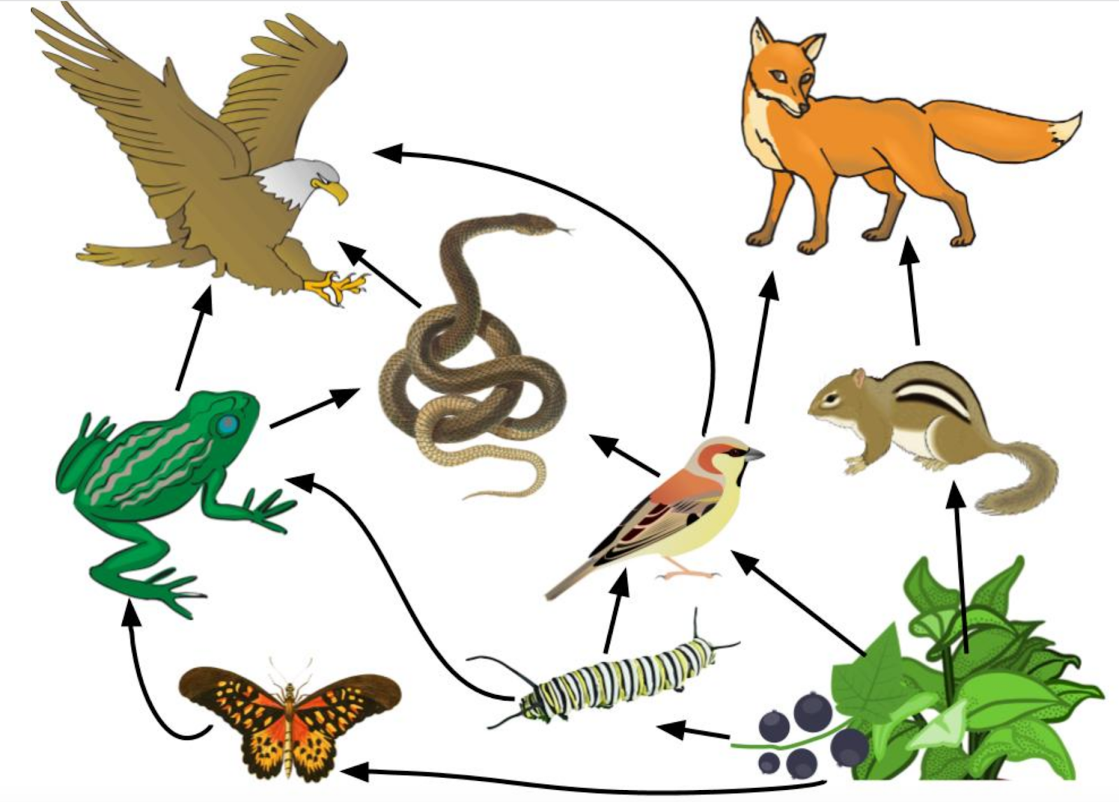 Биологические связи организмов. Цепь питания животного. Цепочка питания биология 5. Пищевые цепи (цепи питания, трофические цепи) – это. 2 Цепочки питания животных.