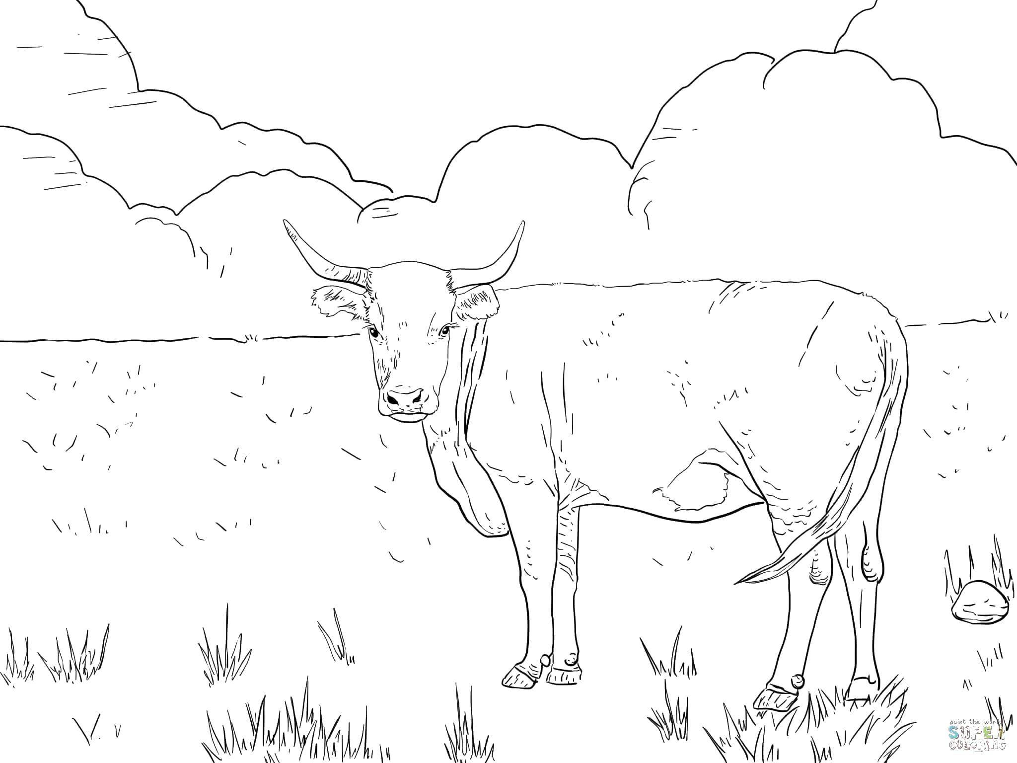 Раскраска корова на поле